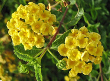 Common Lantana Seeds (Lantana camara) for growers filling out the flower beds and garden borders