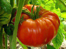 Plant Seeds (Beefsteak tomato) for a fresh homegrown crop from the kitchen garden or grow bags