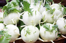 Kohlrabi Seeds (Brassica oleracea) for colorful blooms in the Delikatesnaya Belaya Garden