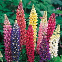 Mixed Lupine Seeds (Lupinus spp.) for gardeners building out beds and borders