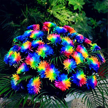 Rainbow Chrysanthemum Seeds (Dendranthema grandiflorum) for growers seeking a long-blooming display