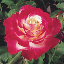Double Delight Rose Seeds (Rosa spp.) for colorful blooms in the Flower Bed & Garden