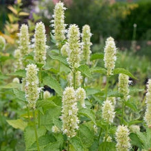 Hyssop Agastache Foeniculum Giant White Seeds known for backyard Gardening