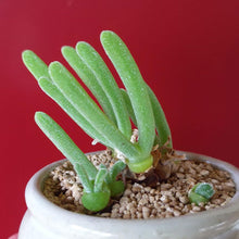 Bunny Ears Lithops Pseudotruncatella Succulent Seeds for easy-care planting in the Indoor Decorative Rock Gardens