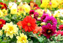 Unwins Dahlia Seeds (Dahlia variabilis) for seasonal color across the home garden borders