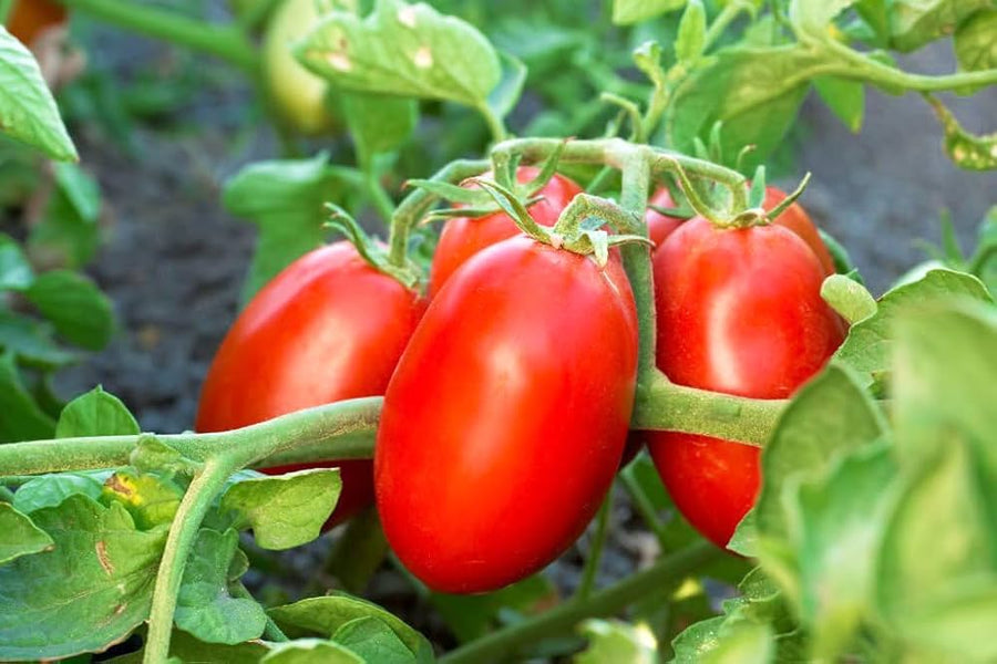Roma tomato seeds