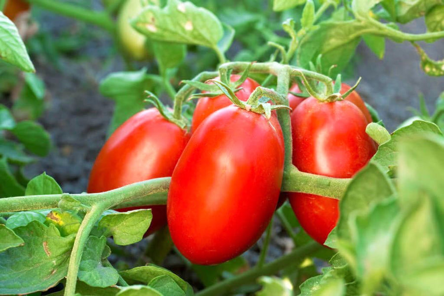 Heirloom Mexican Tomato Solanum lycopersicum seeds for planting in home garden