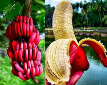 Dwarf Banana Seeds for a lasting display in the Musa patio garden