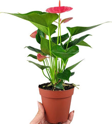 Anthurium Andraeanum Pink Rare Seeds for growers seeking a long-blooming display