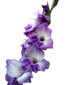 Gladiolus Flower ��������� Gladiolus spp. ��������� for planting in light purple garden