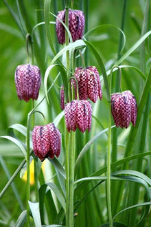 Fritillaria Persica Seeds (Fritillaria persica) for a lasting display in the flower beds and ornamental gardens