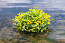 Marsh Marigold Seeds (Caltha palustris) for a bright addition to the pond edges and wetland gardens
