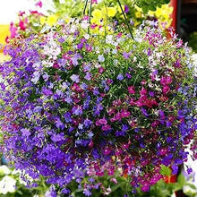 Annual Lobelia Erinus Red Seeds for reliable seasonal color