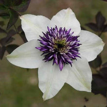 Clematis Clematis Jackmanii Double Purple Flower Seeds for Planting – Ideal for Vertical Garden and Trellis Displays
