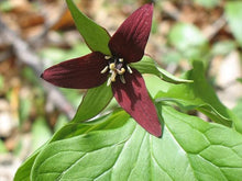 Trillium Seeds (Trillium spp.) for a bright addition to the Flower Bed