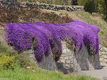 Rock Cress Aubrieta Deltoidea Cascade Purple Seeds for colorful blooms in the Rock Gardens
