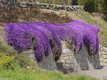 Aubrieta Cascade Purple Flower Seeds, Perennial Ground Cover Flower Seeds, Stunning Deer Proof et  Ornamental Garden Plant for Home Gardening