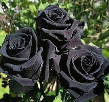 Black Rose Seeds â€“ Mysterious & Elegant Blooms for Dramatic Garden Displays