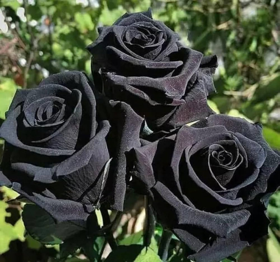 Black Rose Seeds â€“ Mysterious & Elegant Blooms for Dramatic Garden Displays