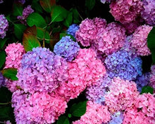 Hydrangea Seeds (Hydrangea macrophylla) for trellises and fences in the vertical garden and patio pots