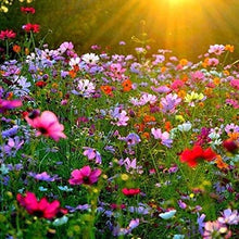 Cosmos Bipinnatus Seeds grown for elegant Cosmos Blooms