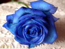 Rose Seeds for growers filling out the Dark Blue Garden