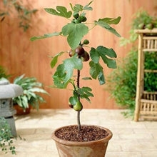 Four Seasons Sweet Honey Fig Seeds for a homegrown harvest from the Balcony Fruits
