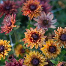 Rudbeckia Sahara Seeds for reliable seasonal color
