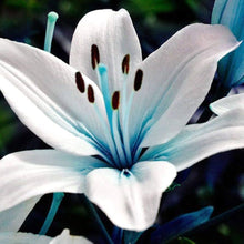 Blue Heart Lily Seeds for gardeners building out beds and borders