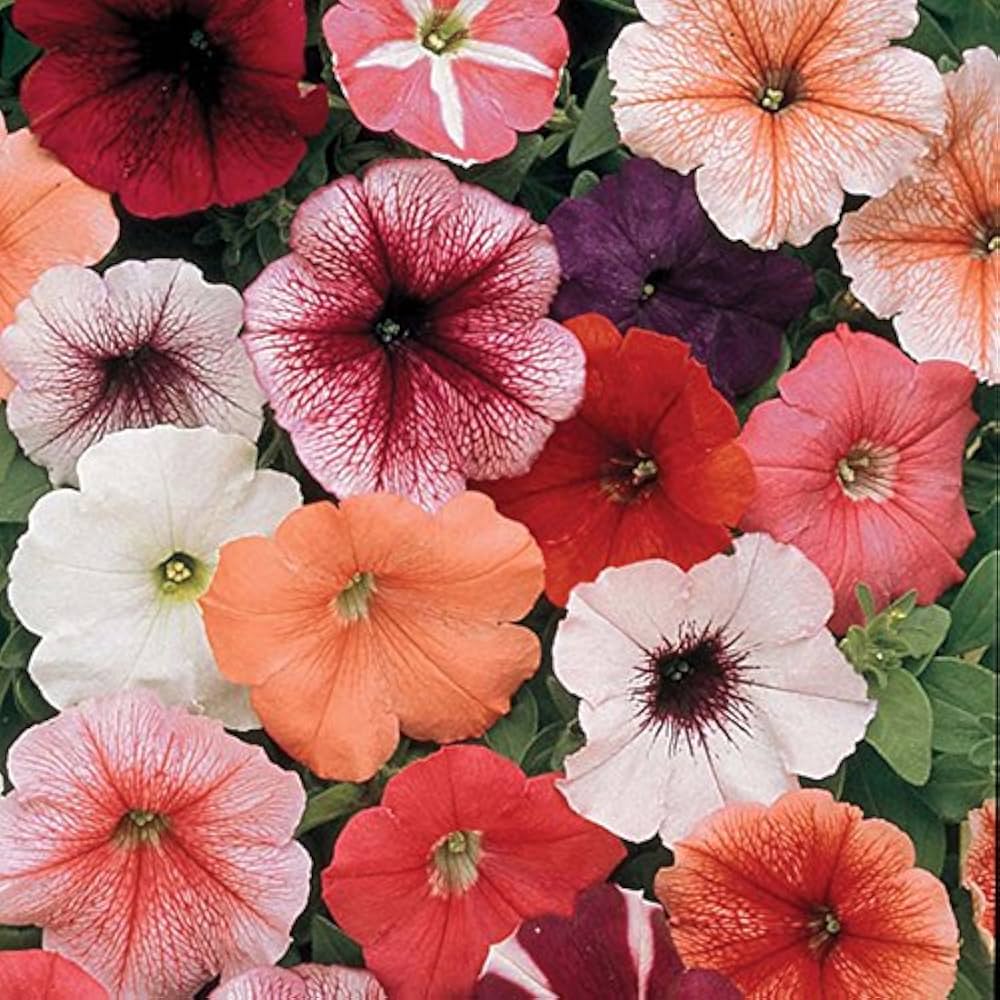 Petunia Petunia Hybrida flower seeds for planting in indoor pots and vertical garden containers - for planting in home garden