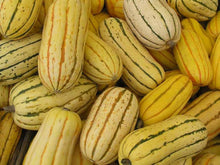 Delta Squash Seeds valued by growers for abundant Harvests