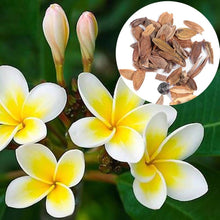 Plumeria Agave Seeds (Plumeria spp.) for colorful blooms in the Tropical Garden