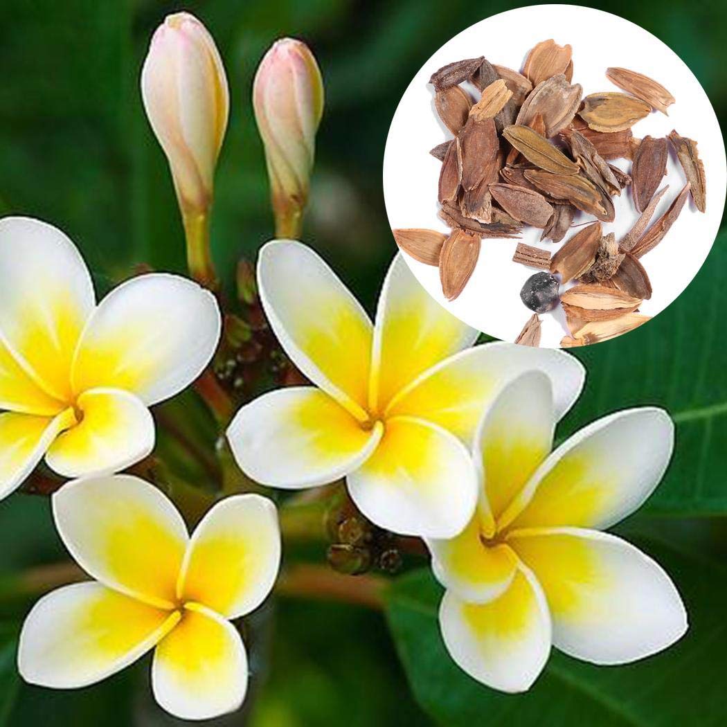 Plumeria Plumeria spp. Seeds for planting in flower bed