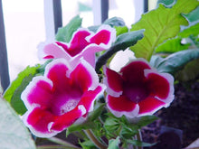 Gloxinia Flower for Planting in Red Garden Seeds for growers filling out the Red Garden