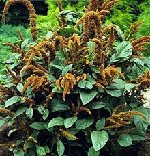 Amaranthus Hot Biscuits Seeds (Amaranthus cruentus) for a bright addition to the Flower Bed