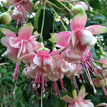 Fuchsia Seeds (Fuchsia spp.) for growers filling out the Flower Bed & Garden