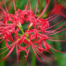 Red Spider Lily Lycoris Radiata Seeds for a colorful addition to any planting