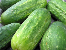 Boston Cucumber Seeds known for quick Harvesting in Days
