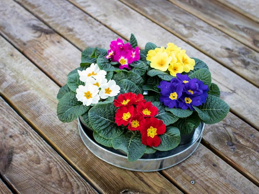 Mixed Violet flower seeds for perennial herb garden planting