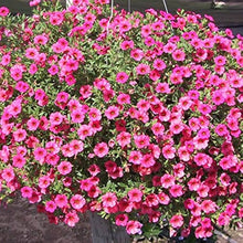 Pelletized Logro Floribunda Rose Vein Petunia Seeds for seasonal color across the Striking Garden Displays
