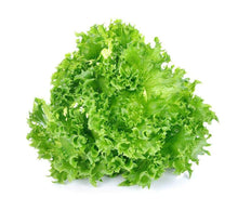 Grand Rapids Lettuce Seeds (Lactuca sativa) for productive rows in the Kitchen Garden Planting