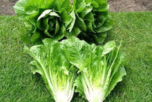 Lettuce Bibb Blattsalat Seeds for a reliable harvest in the Organic Garden, Salad Greens