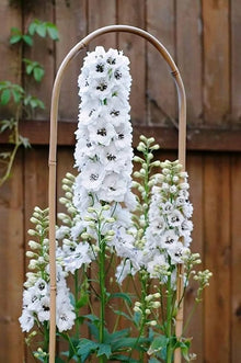 Butterfly White Delphinium Seeds for reliable seasonal color