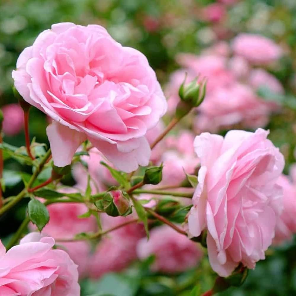 Purple Red Rose (Rosa spp.) for planting in home garden