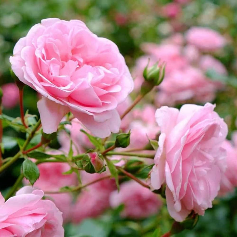 Purple Red Rose (Rosa spp.) for planting in home garden