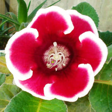 Gloxinia Avanti Scarlet Seeds for reliable seasonal color