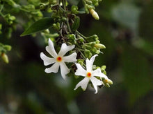 Night Blooming Jasmine Seeds (Cestrum nocturnum) for growers seeking a long-blooming display