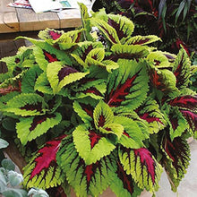 Kong Red Giant Coleus Seeds for growers seeking a long-blooming display