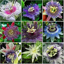 Passiflora Passiflora spp for planting in flower bed