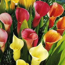 Calla Lily Mixed Colors Seeds known for bonsai Gardening